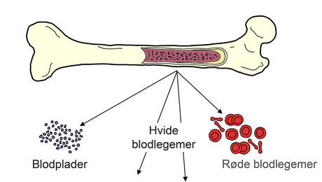 Illustration af knoglemarv og blodceller
